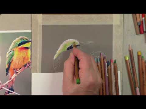 Drawing a Rainbow Bee Eater