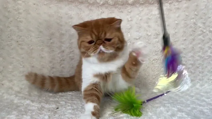 Watch the video about Felix Exotic Shorthair Red And White Male of Majestymeow Cattery!