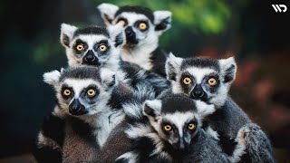 Lemur Ekor Cincin: Mamalia Lucu Bermata Hantu