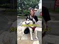 🐺 お散歩していたら、まさかの街頭インタビュー…🎤✨突然の出来事にハスキーズの反応は…？😂🐾#ハスキー #可愛い #インタビュー