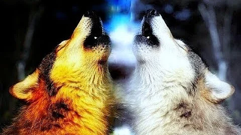 She Wolf Falling To Pieces David Guetta ft Sia Kim Viera & Kurt Schneider Cover