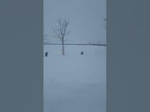Метель Южно-Сахалинск. Третий день. 25.01.24 г.#shorts#сахалин# ...