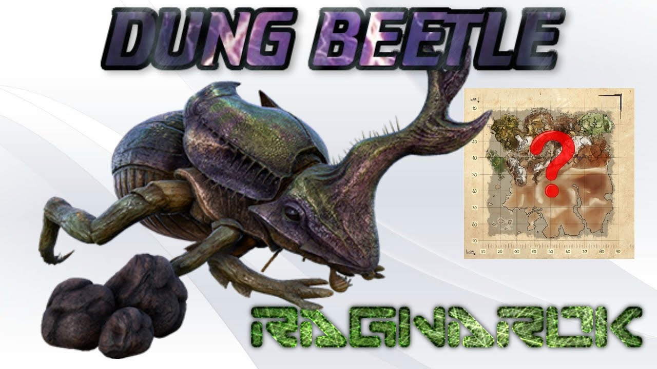 Dung Beetle Spawn Ragnarok Ragnarok | Where To Find Dung Beetles - Youtube