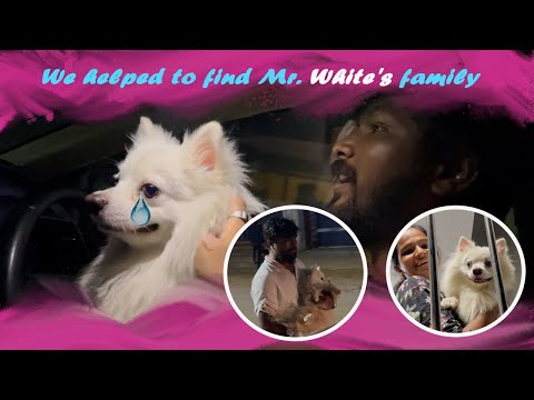 We Reunited the Abandoned Dog with Its Owner ❤️🐶@RamWithJaanu
