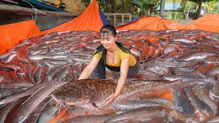 Buy Many Big Catfish From Farmers Pulling Nets, Use 3-Wheeled Truck Transport Many Fish Go To Sell