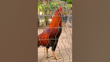 Gà tai trắng #Shorts