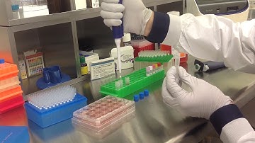 Altogen Biosystems In Vitro HeLa S3 Transfection Tutorial