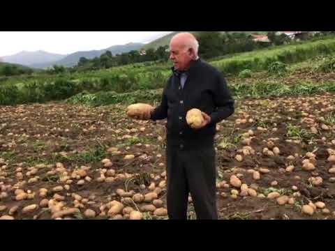 Video: Saman Altında Kartof Yetişdirmək