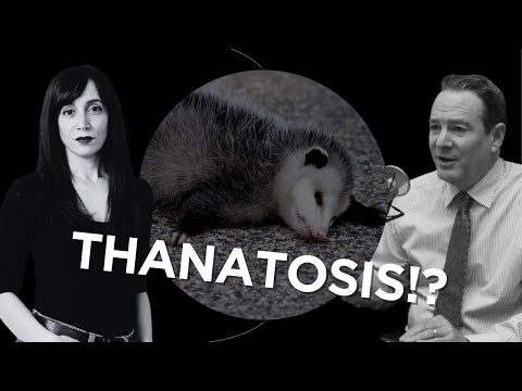 Do Animals Understand What Death Is?!