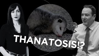 Do Animals Understand What Death Is?!
