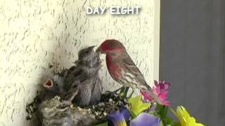 Baby Birds - House Finch - Mom and Dad feeding four babies in the nest.