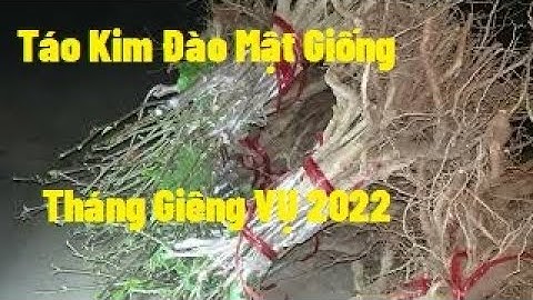 Đánh Thử 350 Cây Táo Kim Đào Mật Giống Gửi Anh Em I Nui Doi Luc Ngan 98