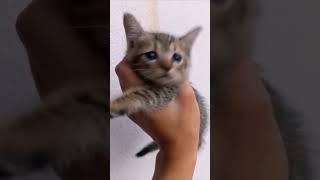 Cute Kitten #shorts #cat #animals