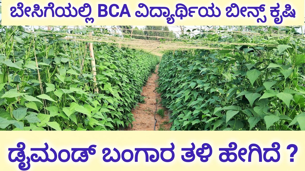 ಟಮೋಟ ನಂತರ ಅದೇ ಬೆಡ್ ನಲ್ಲಿ ಇಂತ ಬೆಳೆನ ? ಬೇಸಿಗೆಯಲ್ಲಿ ಬೀನ್ಸ್ ಬೆಳೆಯಲು ಅನುಸರಿಸಬೇಕಾದ ಕ್ರಮಗಳೆನೂ? summer beans