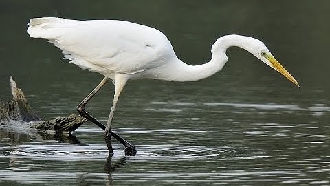 Watervogels en weidevogels uit onze streek