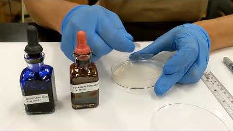 Diffusion in Agar Setup