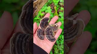 Did you know this about Turkey Tail Mushrooms? 🦃 #foraging #mushroom #foragedfood