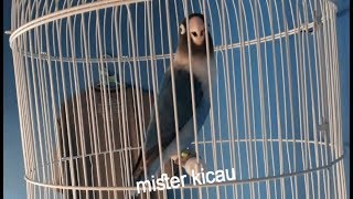 Suara Lovebird Jantan Ngetik Ngekek Manggil Lawan, Labet Macet Langsung Nyaut!