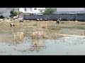 Buffalos eating water