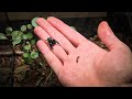 Feeding a couple of my pet jumping spiders