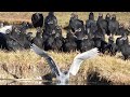 Flock of vultures watching on heron fishing | Bird Behavior