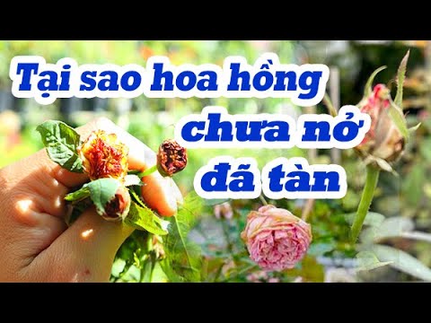 Video: Tại Sao Forsythia Không Chịu Nở?