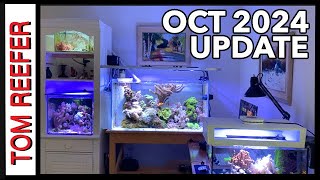 Reef Tank (REEF TANKS STUDIO UPDATE - OCTOBER 2024)