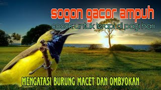 Download Lagu Sogon bisu dan ombyokan terapi dengan masteran ini 🔥 MP3 Download Lagu Sogon bisu dan ombyokan terapi dengan masteran ini 🔥 MP3