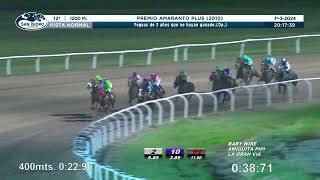 Vidéo de la course PMU PREMIO AMARANTO PLUS 2010 (OPCIONAL)
