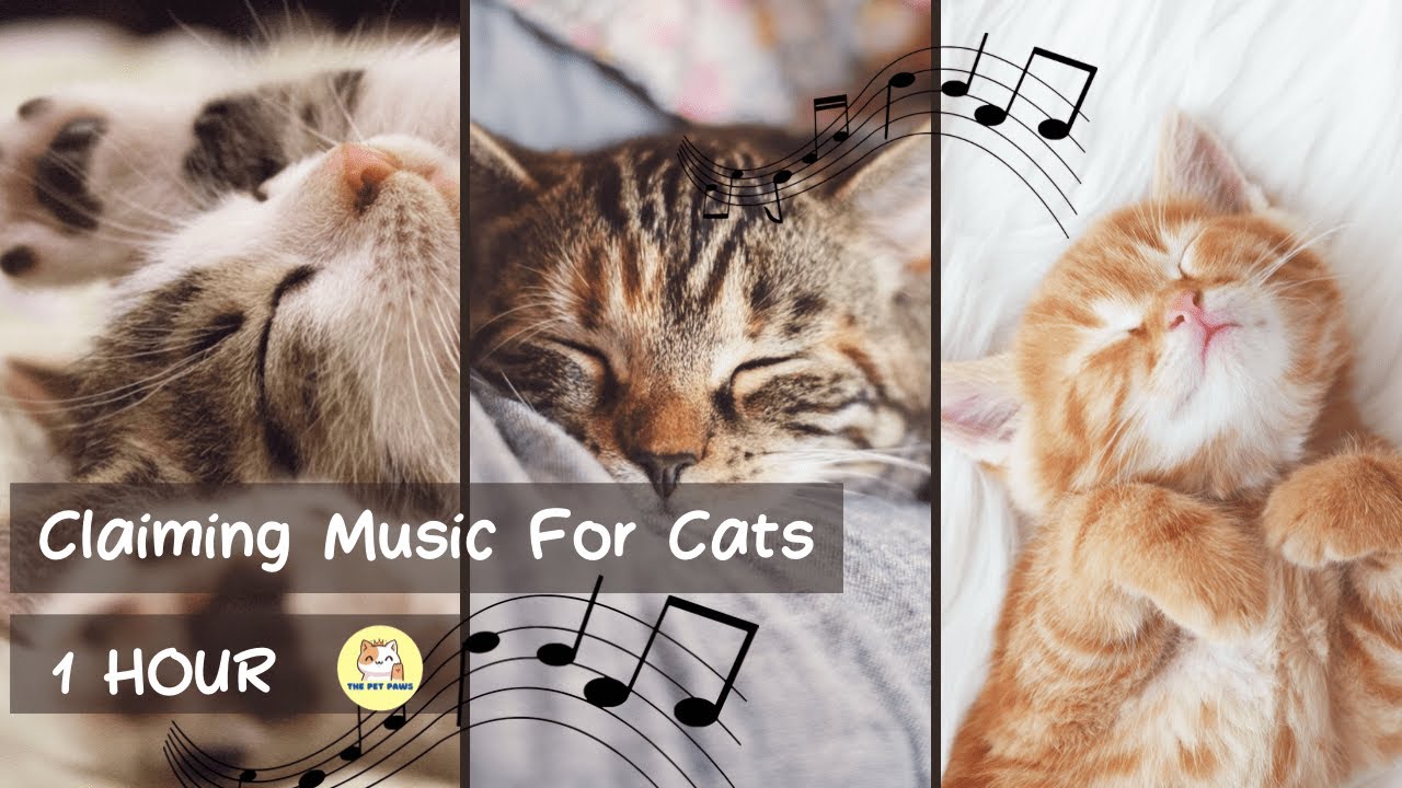 Claiming | Relaxing Music For Cats and Kittens [NO ADs] 😺❤️💤  - CAT MUSIC - PET MUSIC - 1 HOUR