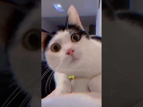 Кошка считает тебя беспомощным. Доказательство здесь!