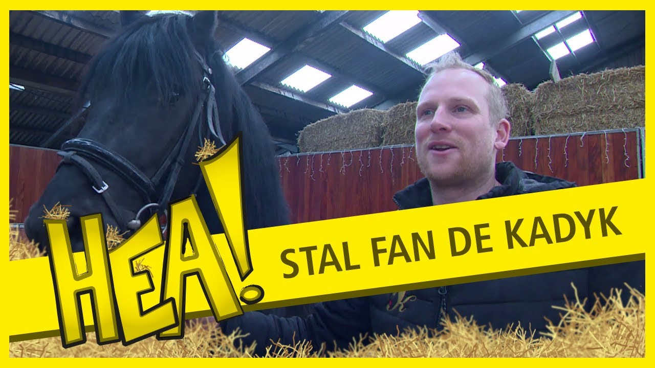 Tsjalling de Boer met zes jonge hengsten naar de keuring | HEA!