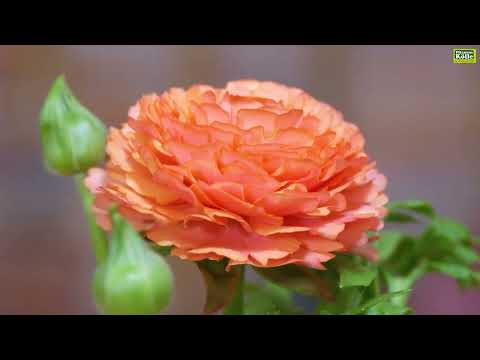 Video: Ranunkel-Zwiebeln: Wachsende Ranunkel-Blumen im Garten