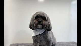 Poodle x Shih Tzu Groom | Dog Grooming by Go Fetch Grooming 507 views 1 year ago 52 minutes
