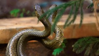 Rat Snakes - Fighting or mating? - Urban wildlife.