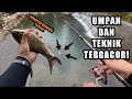 Pecah rekor monster wader mancing ikan wader pakai teknik dasaran dan umpan racikan ajaib