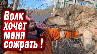 Волки нападают на меня !! Тошик и Колобок ГАЗУЮТ. Что на попе у Колобка повисло ? Пою или вою песни)