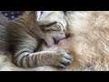 子猫の授乳中！おっぱいにしゃぶりつく子猫【生後17日の仔猫】カンボジア 元野良・新米母猫ラキの子猫育児日誌 / Cat raising kitten Diary-Breastfeeding