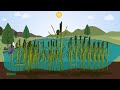 Importance of Cattails in Wetlands