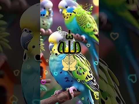 دعاء يوم الاربعاء حالات واتس صباحية صباح الخير