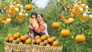 The life of a Single Mother with her children - Harvesting oranges at the end of the season