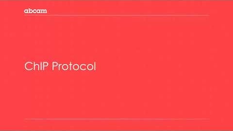 Immunoprecipitation (IP): ChIP protocol