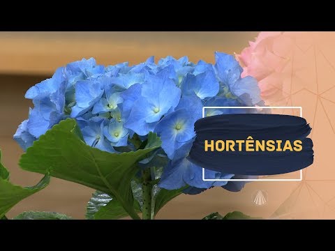 Vídeo: Hortênsia arbórea: variedades, fotos, plantio e cuidados, comentários