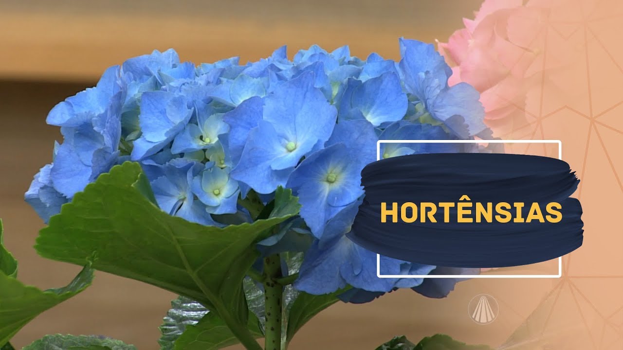 Conheça os cuidados e as curiosidades das hortênsias