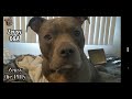 Pitbull Dog Q&A Answering Questions From Fans(Family)