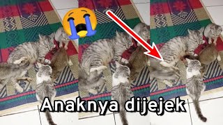 Induk Kucing Sudah Tidak Mau Menyusui Anaknya - The Mother Cat Is No Longer Willing To Nurse