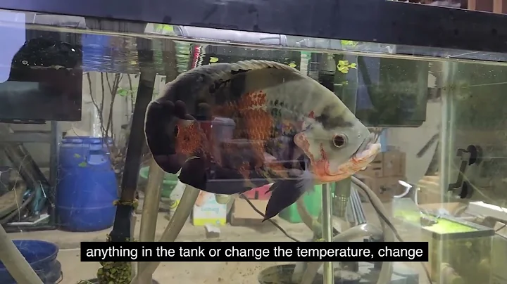 Rescued! Meet Harley!: Monster Fish