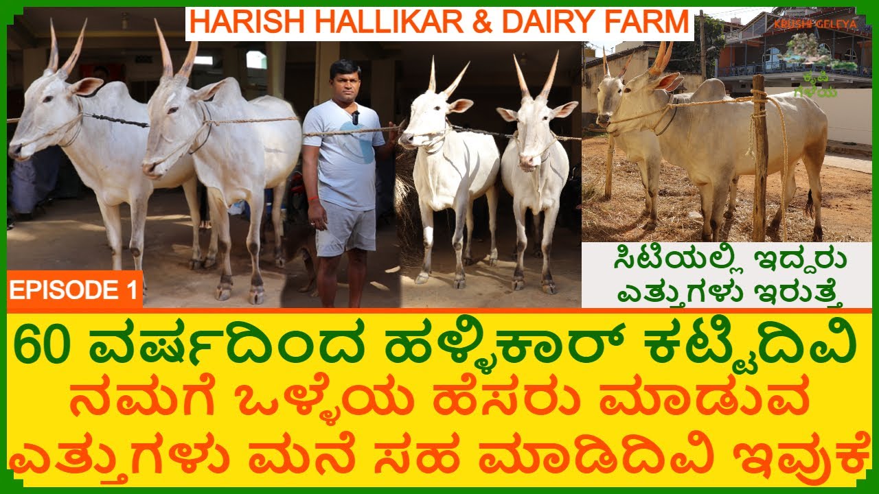 ಹಳ್ಳಿ ಪ್ಯಾಟೆ ಆದರು ಹಳ್ಳಿಕಾರ್ ಪ್ರೀತಿ ಮಾತ್ರ ಜಾಸ್ತಿ | Hallikar | ಒಳ್ಳೆ ಕೂಟ, ಜಾತಿ, ಕುಲ ,ಕೈ ಕಾಲು ಶಿಸ್ತು E1