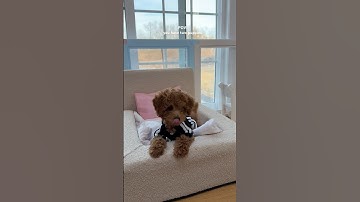 2 puppies’ apartment upgrade 🐶🐶 #puppy #poodle #puppylife #shorts #funnydog #cutepuppy