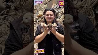 🟡 150 Perritos no son aptos para adopción en Tepic #Studio21esMuyViral